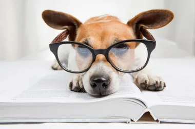 The 10 smartest dog breeds