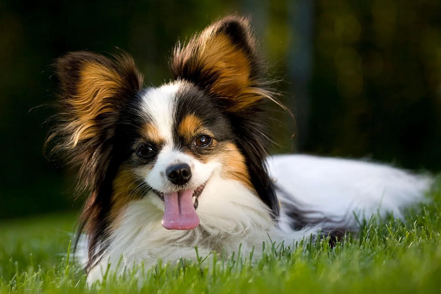 Small Dog Breeds Our 15 Best Little Dogs Better Homes and Gardens