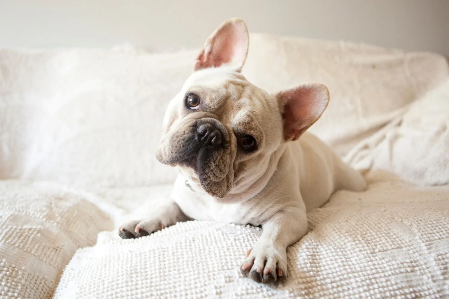 French Bulldog.