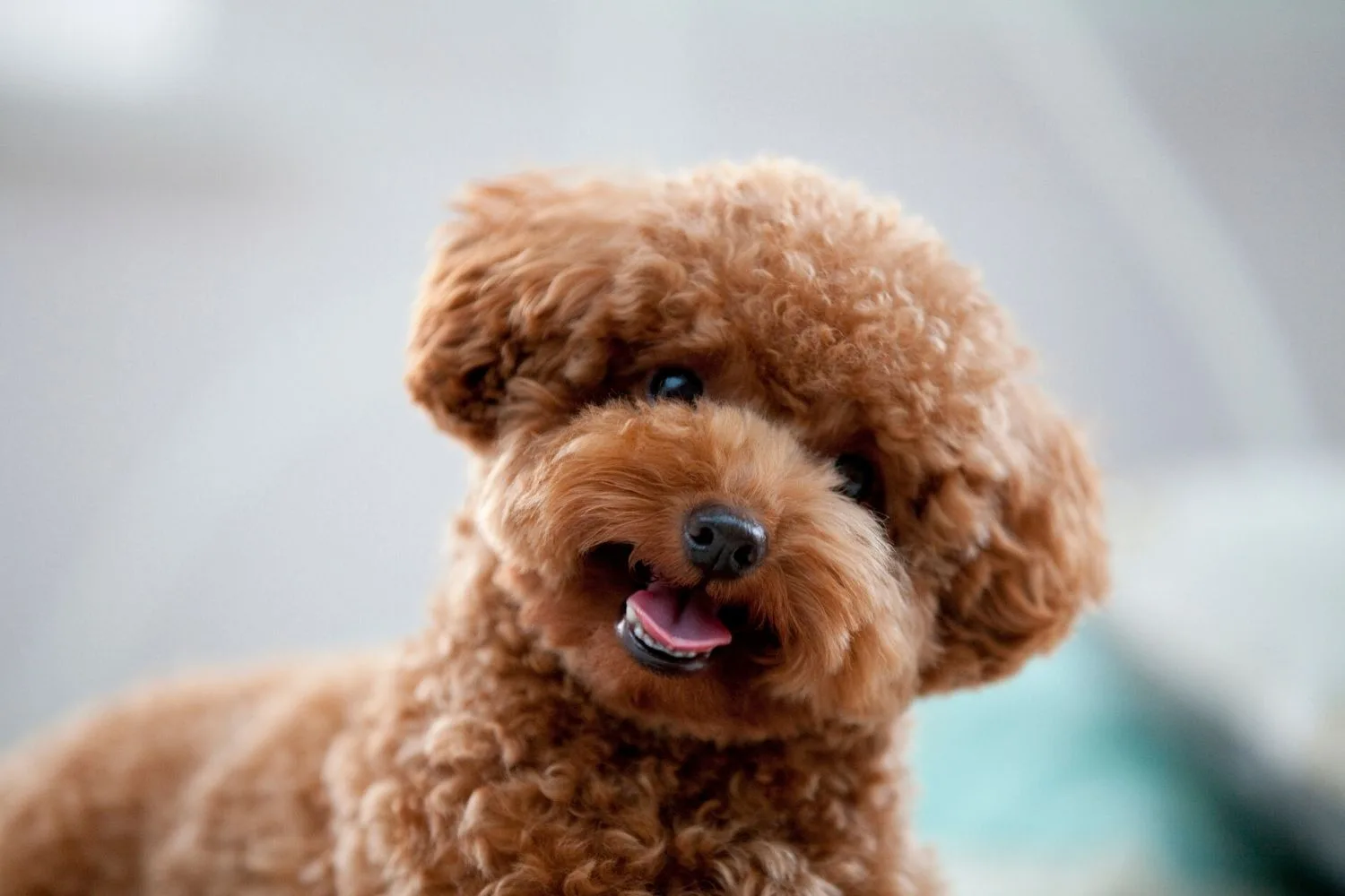 Mini poodle.