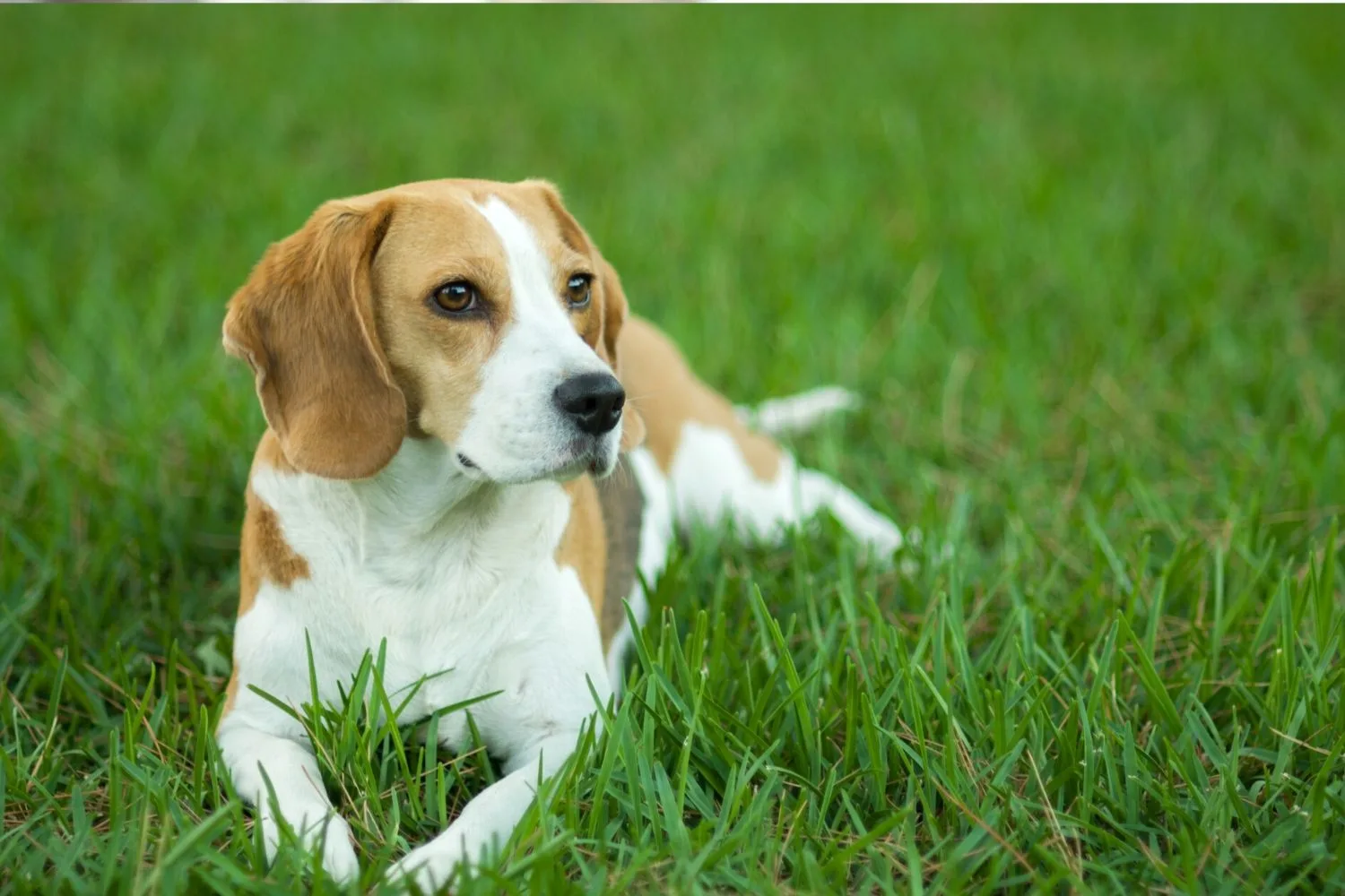 Beagle.