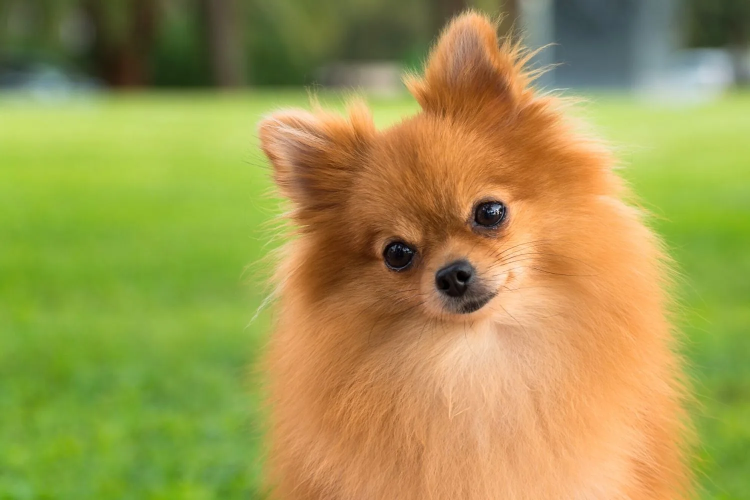 Pomeranian.