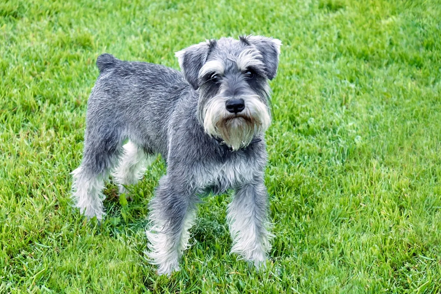 scottie