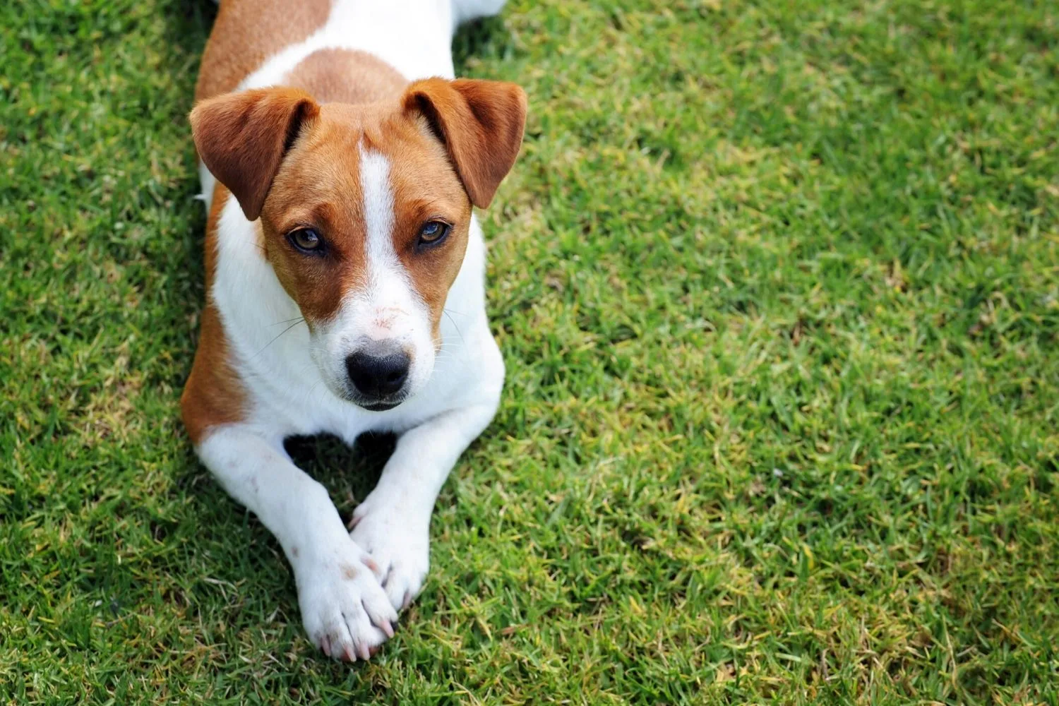 Jack Russell Terrier.
