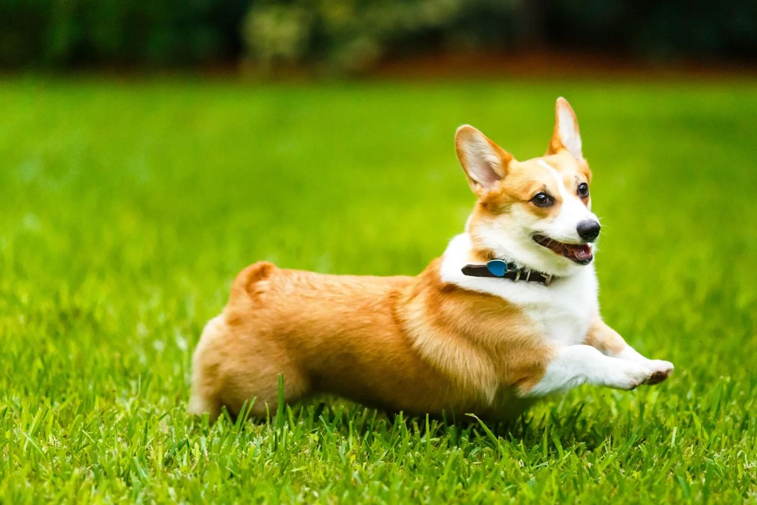 Corgi
