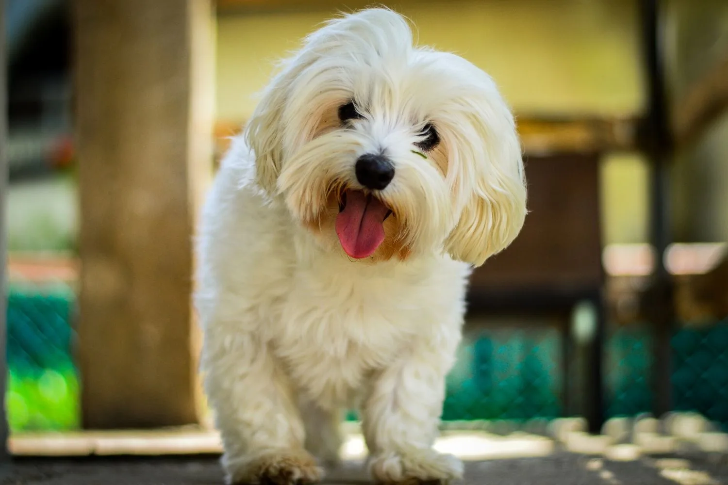 Maltese Shih Tzu.