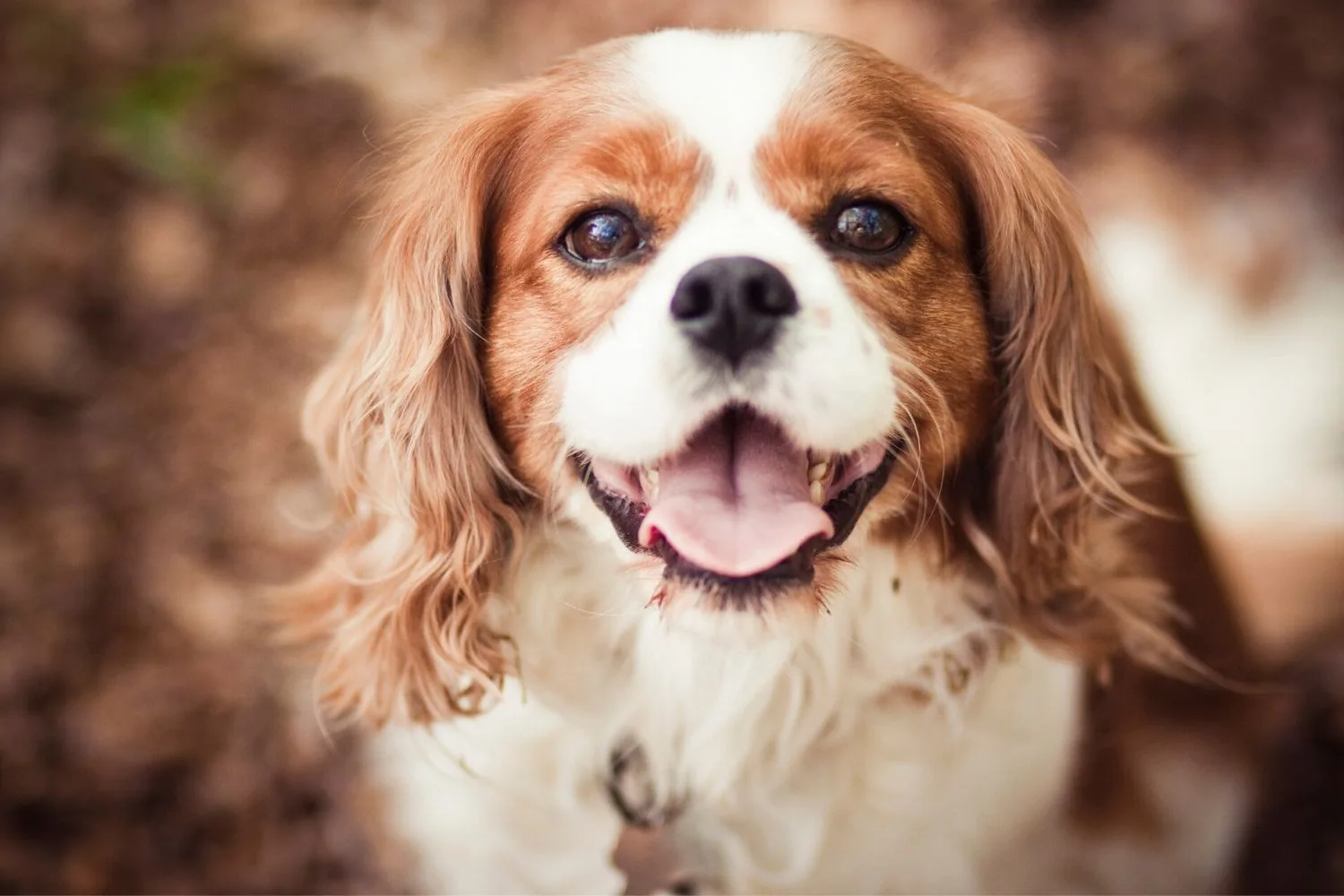 Cavalier King Charles Spaniel.