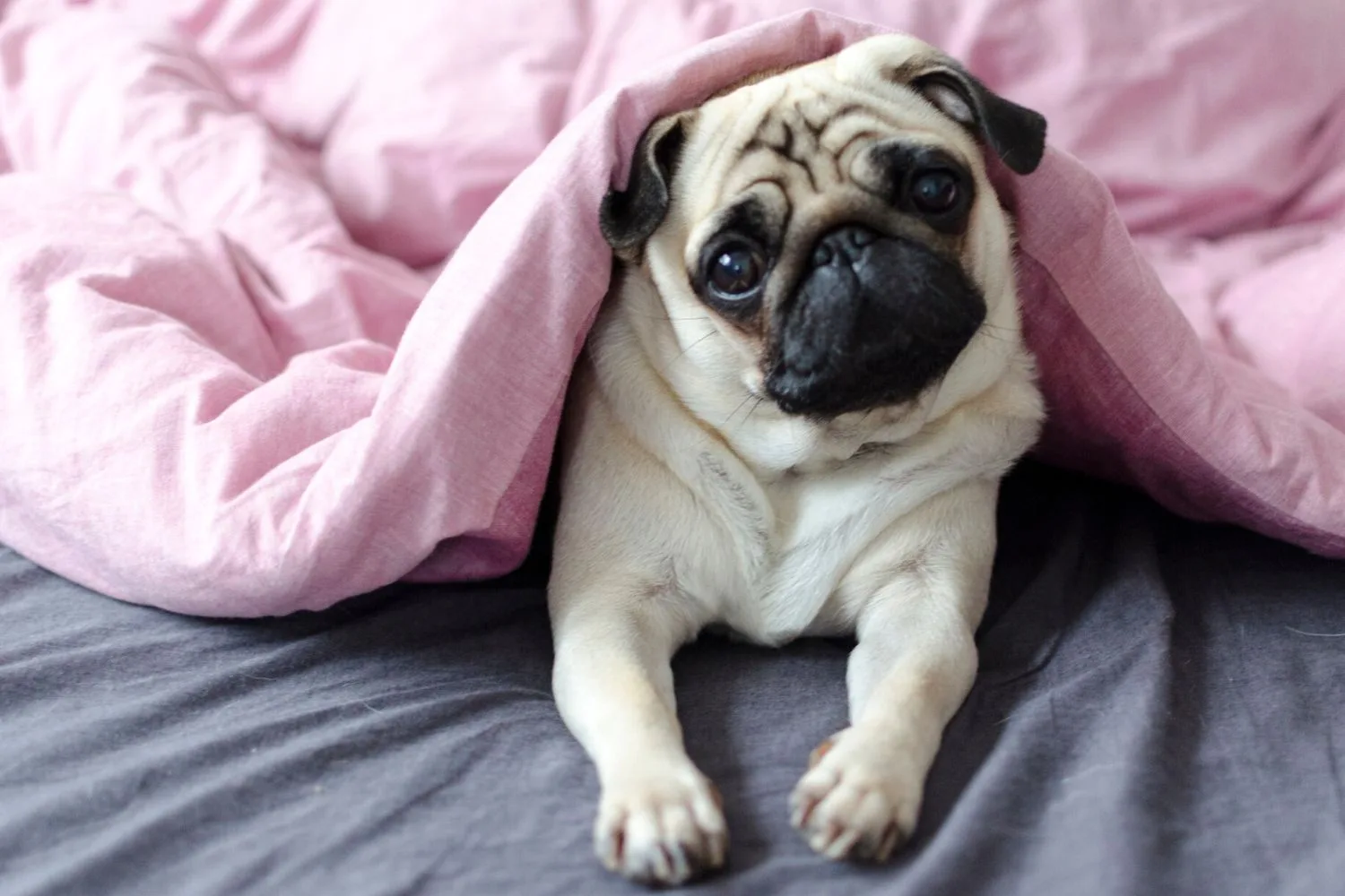 Pug.