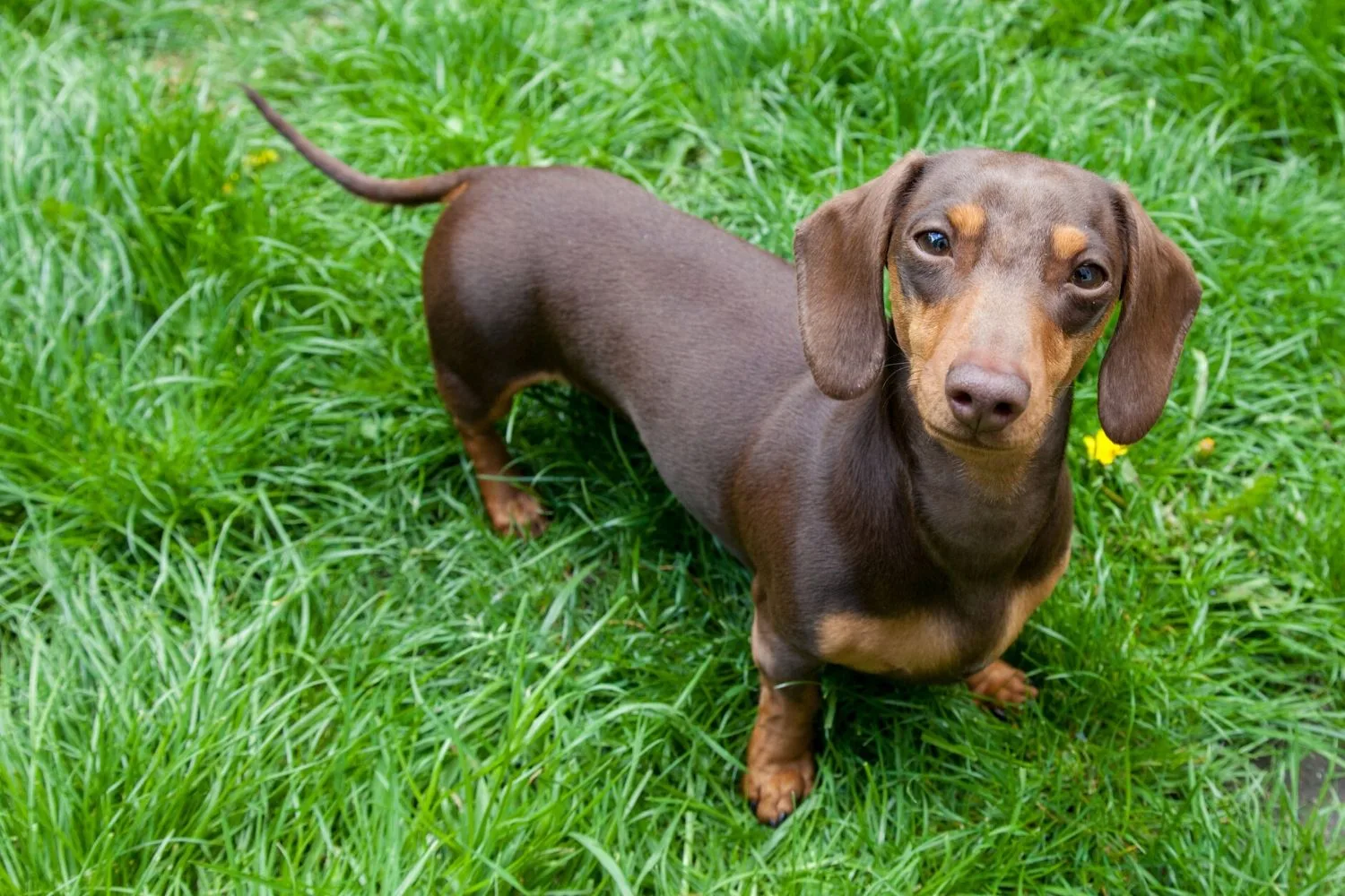 Sausage dog.