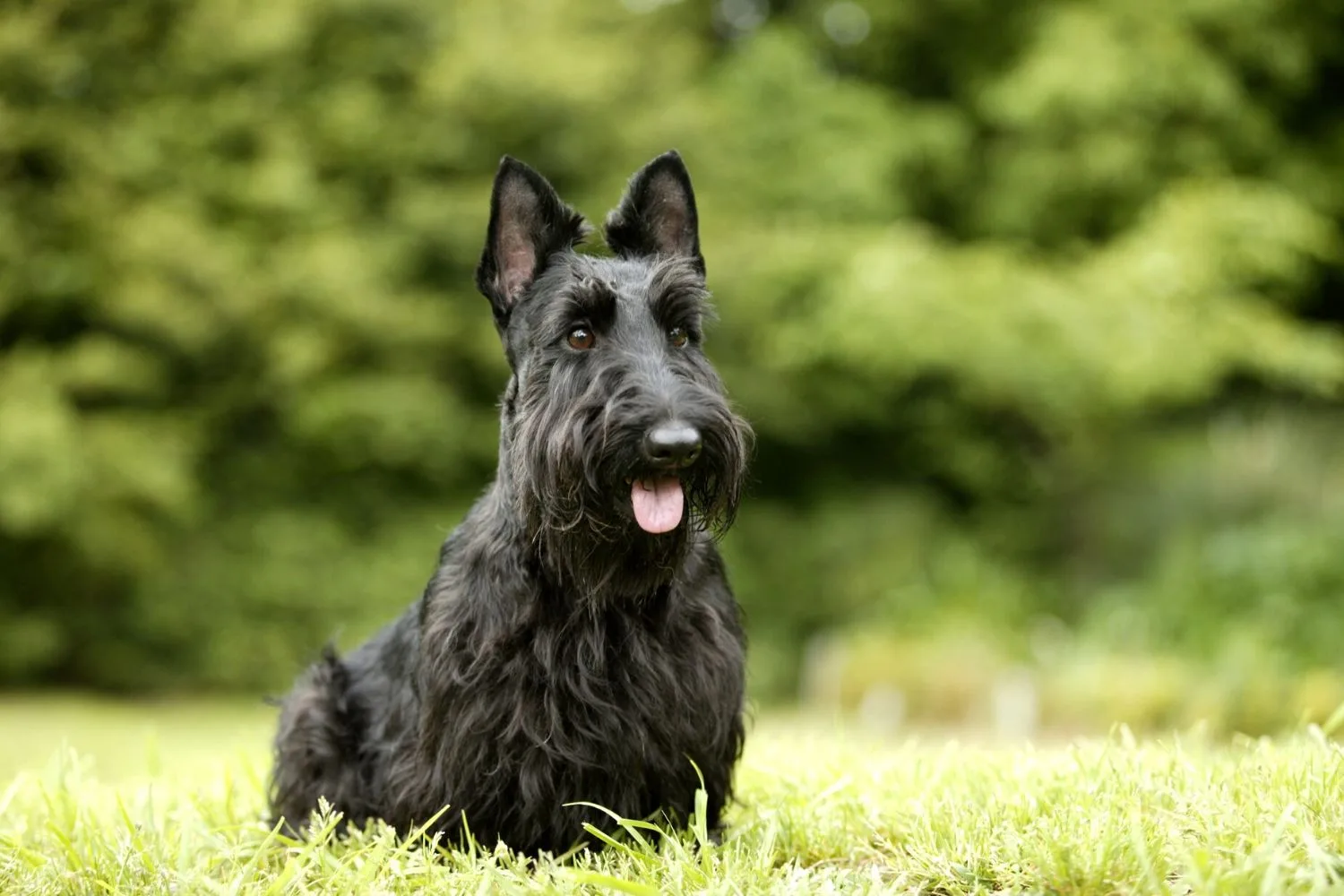Scottie dog.