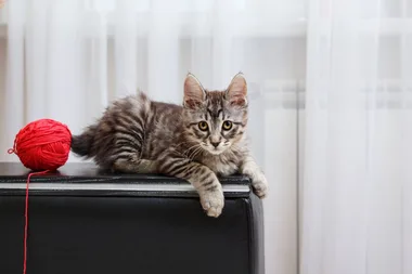 The 10 Best Cat Breeds for Allergy Sufferers