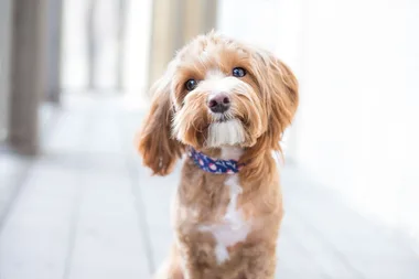 Thinking of getting a small dog? These 15 breeds could be perfect for your lifestyle