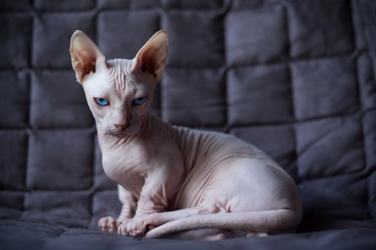 hairless cat