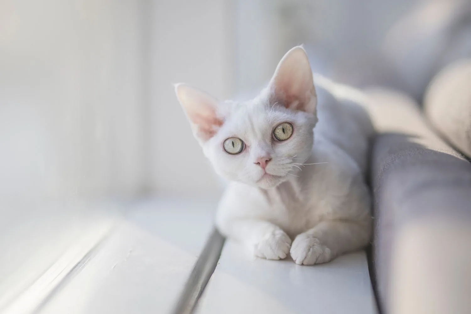 devon rex