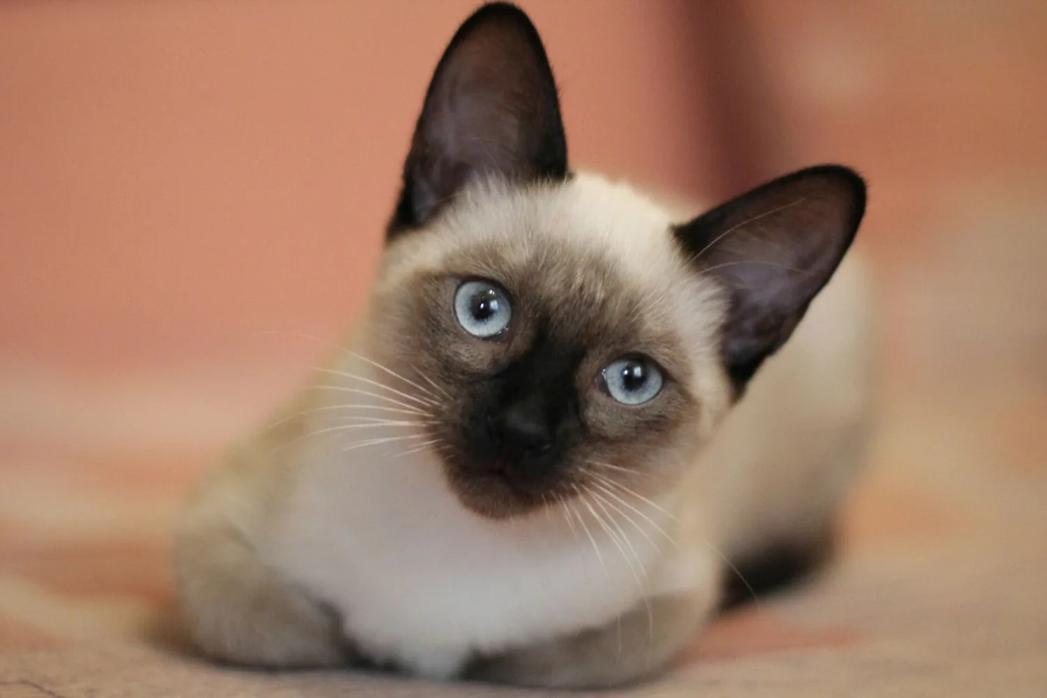 cornish rex