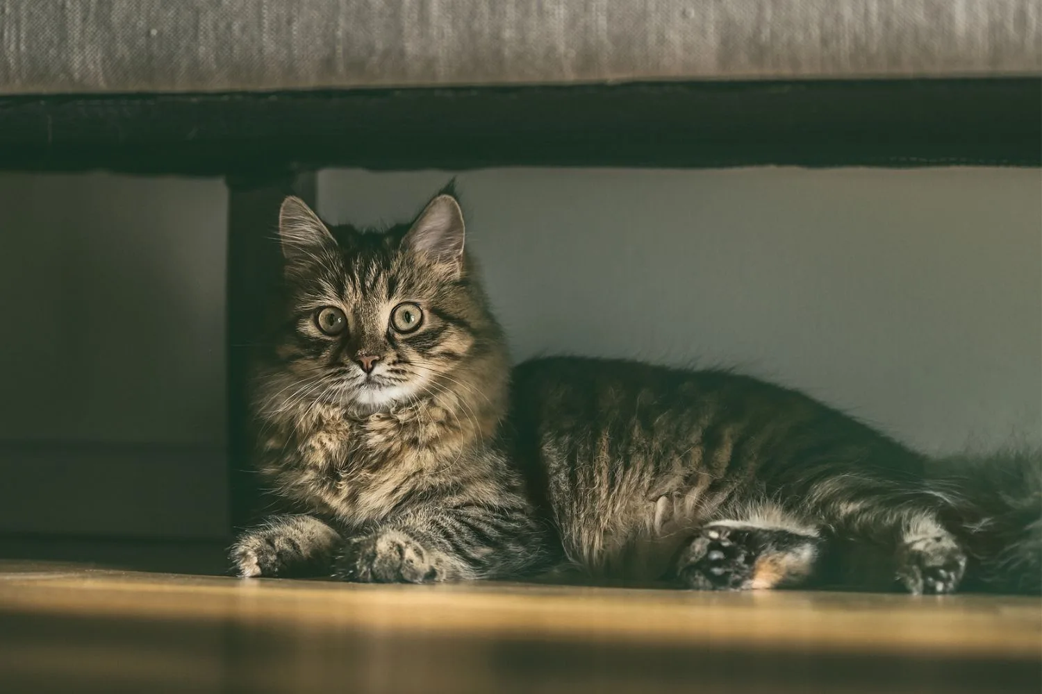 siberian cat