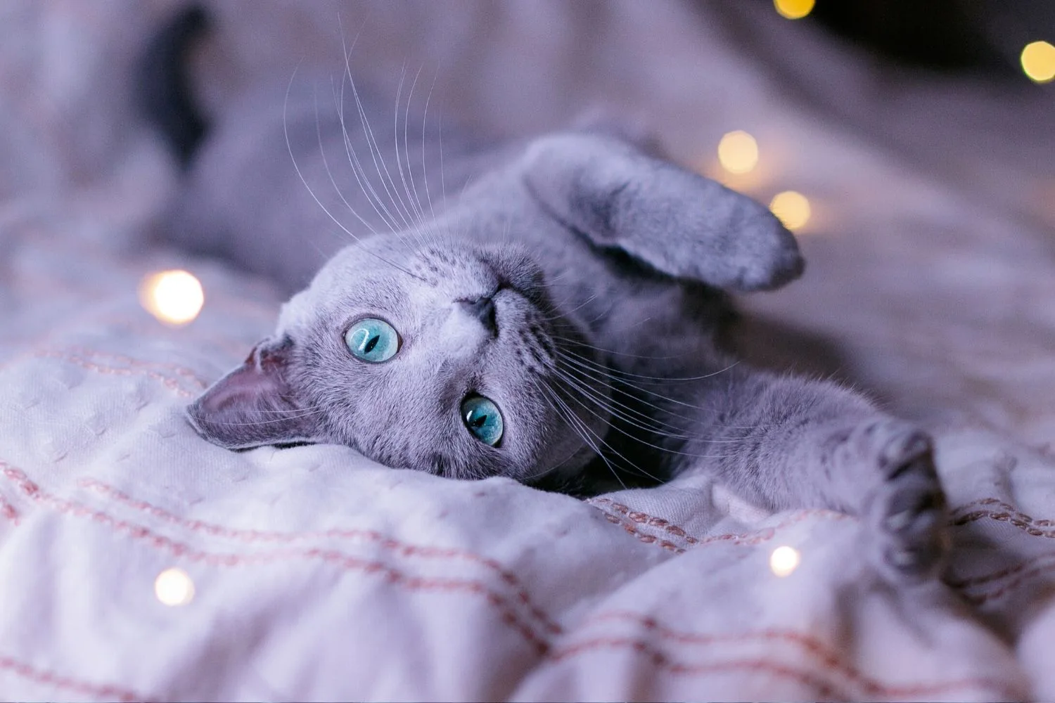 russian blue
