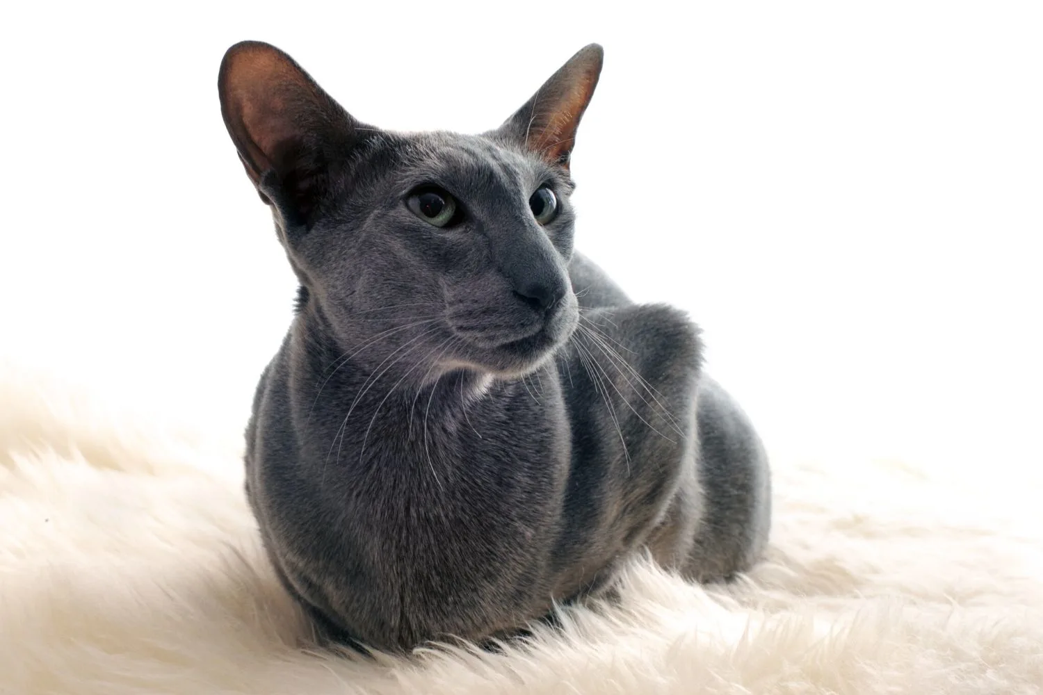oritental shorthair