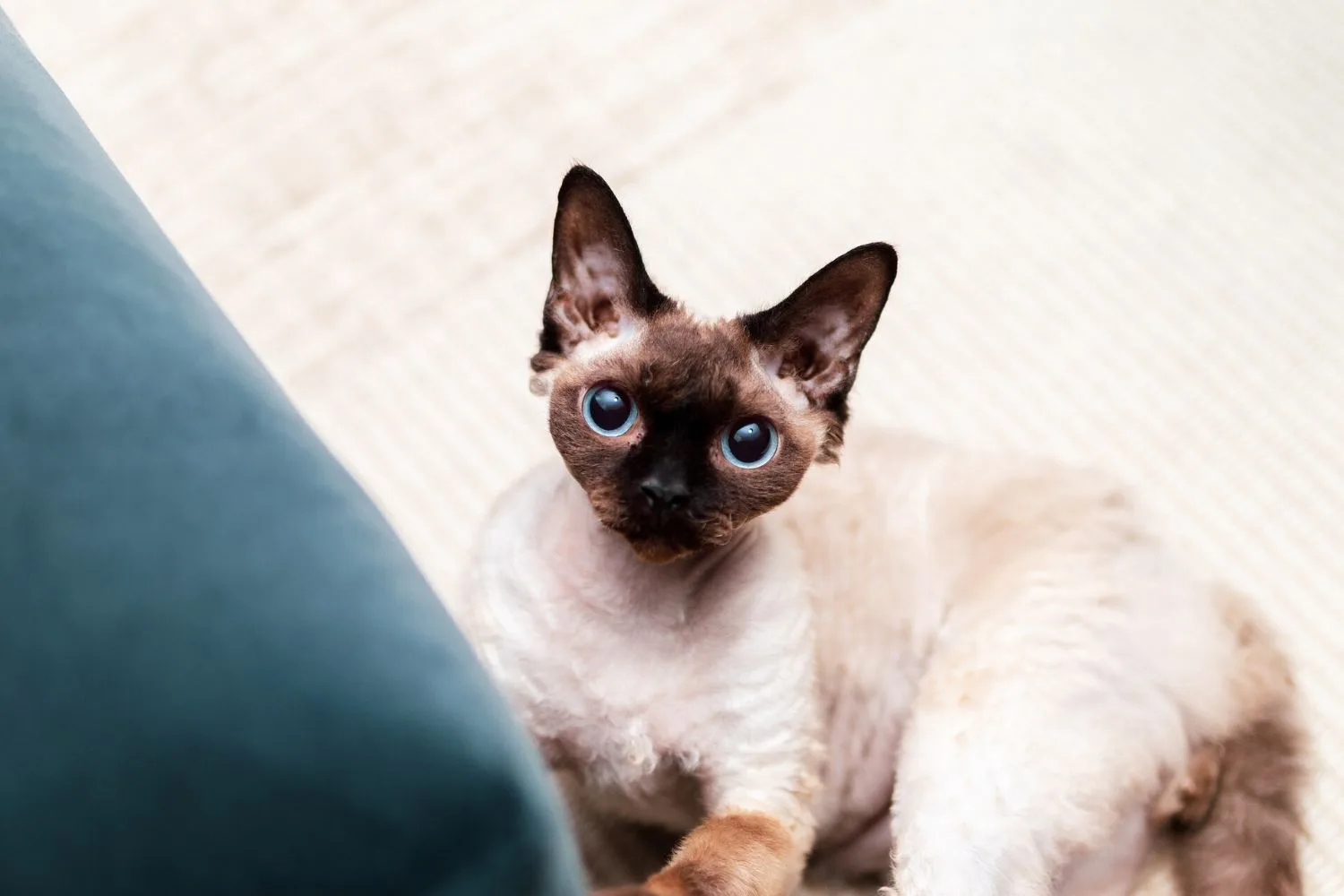 devon rex