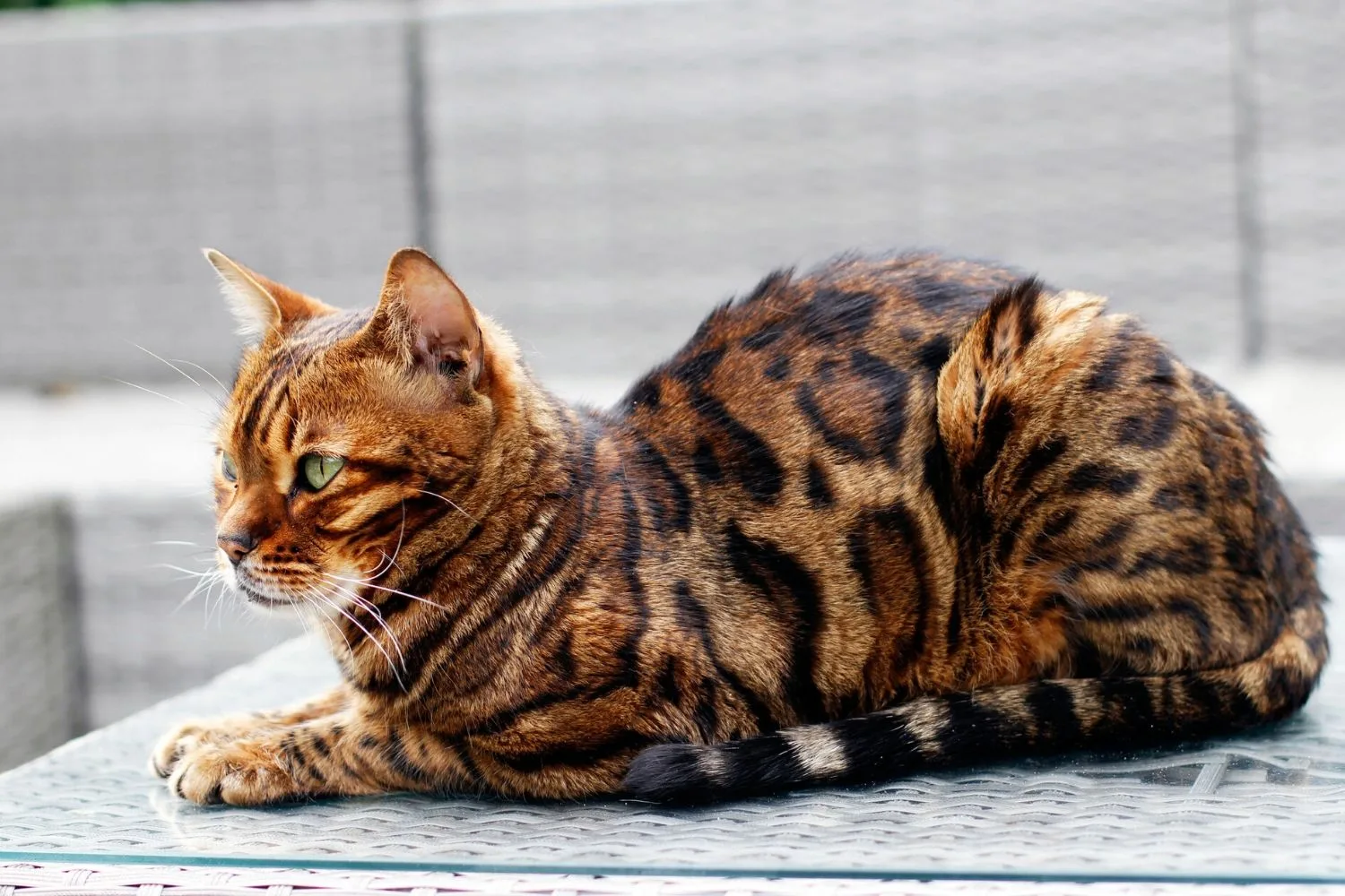 bengal cat