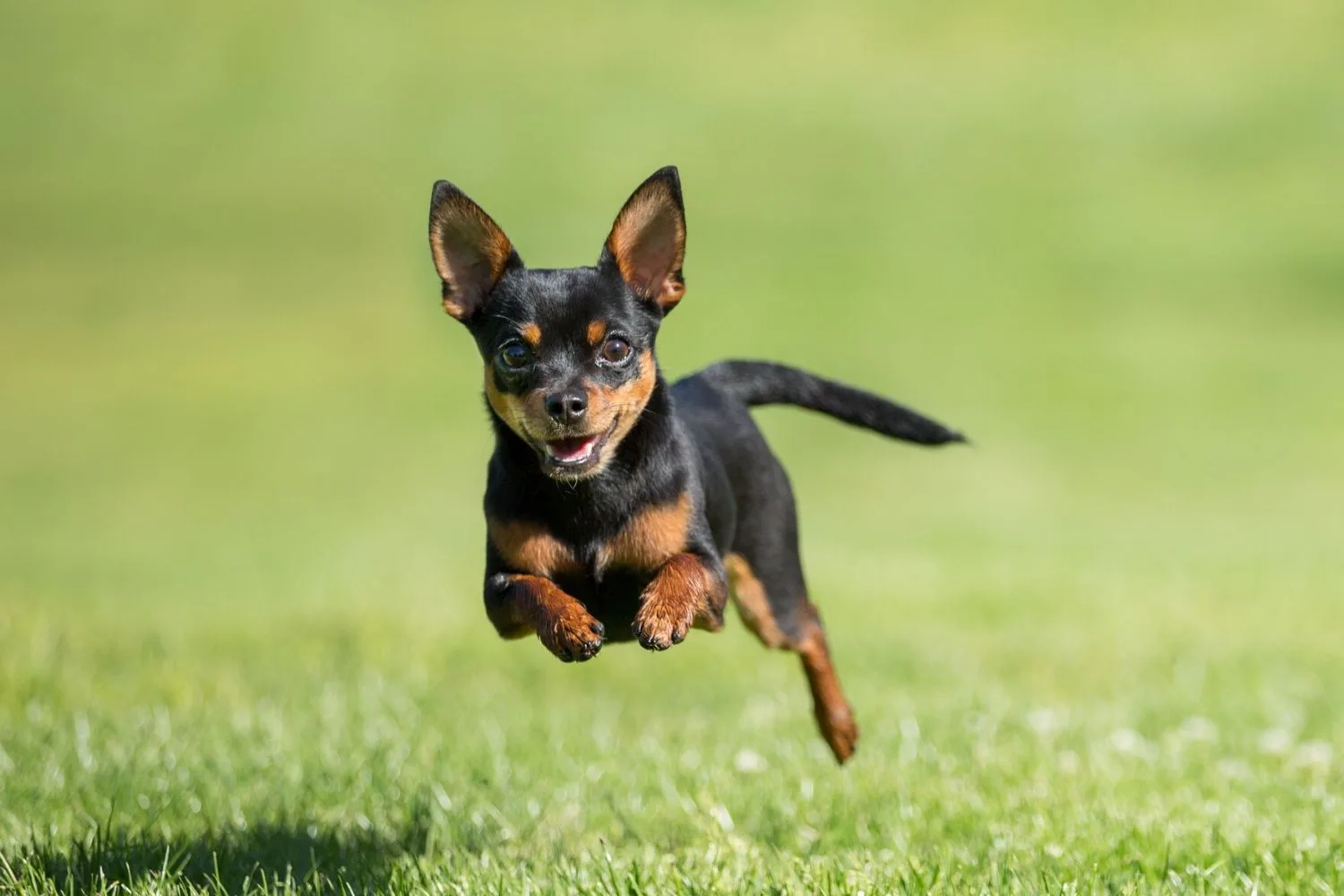 Chihuahua.