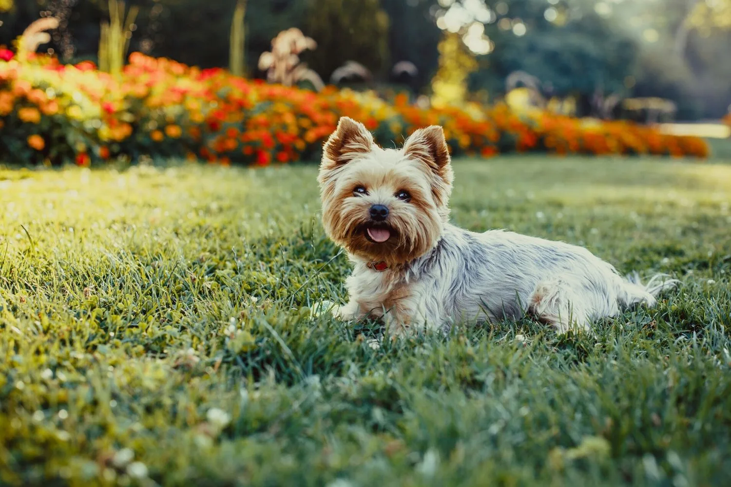 The Yorkshire Terrier is an iconic small dog breed.