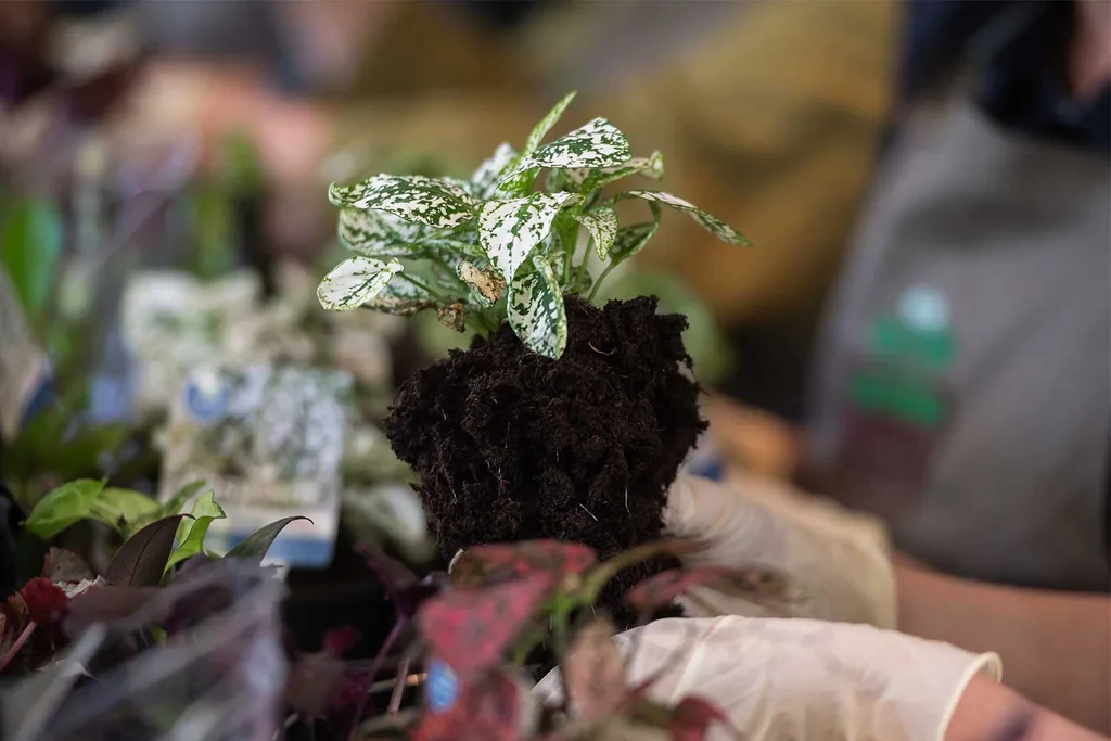 How to make a living centrepiece