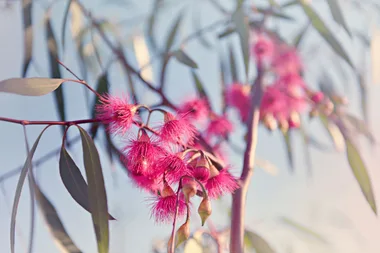 7 of the worst plants for allergies and hay fever in Australia