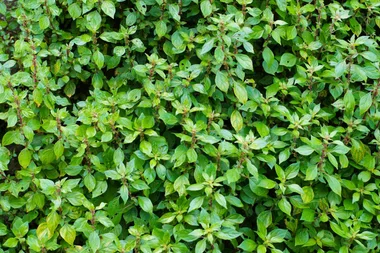 pellitory