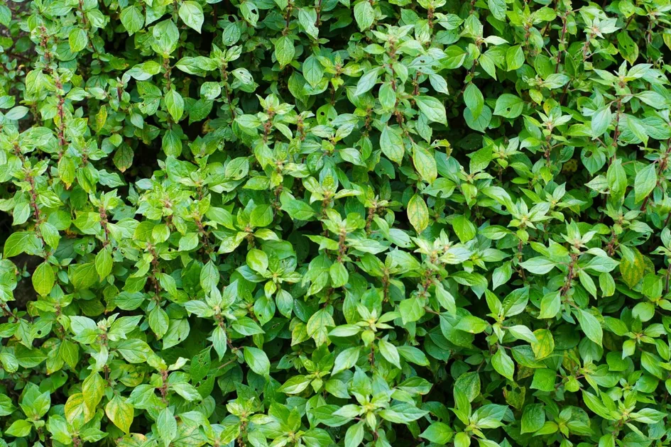 chinese money plant near me Chinese Money Plant ‘Pilea peperomioides’ 4