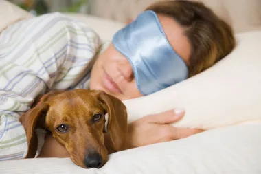 dachshund dog in bed