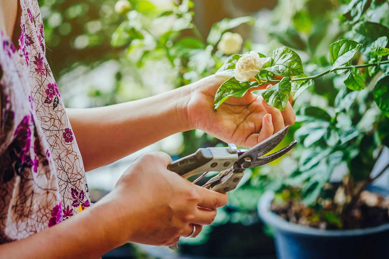 cutting roses