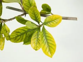 Why do gardenia leaves turn yellow?