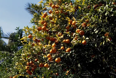 Curling leaves on your citrus tree? It may have one of these 5 problems
