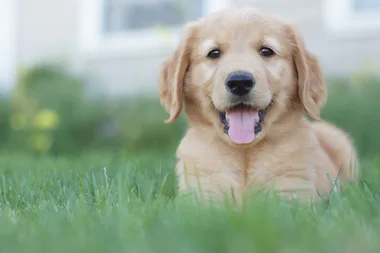 The top 10 most popular dog breeds of 2020 have been announced