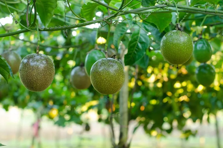 Green passionfruit won't ripen much off the vine, so knowing when to pick passionfruit means you can enjoy them more.