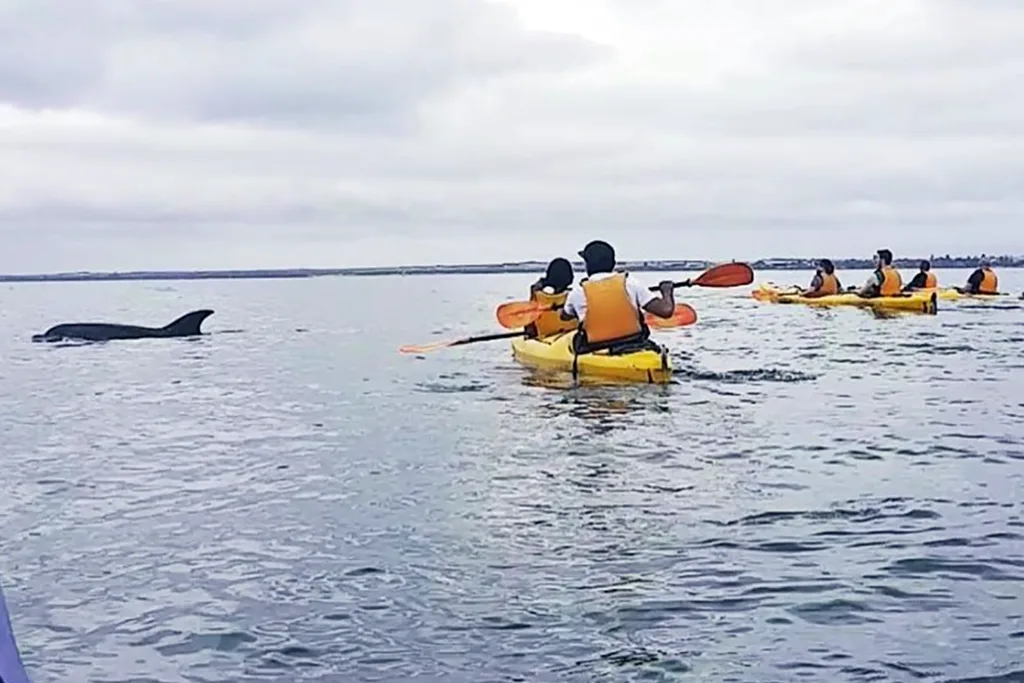 Point Nepean dolphins