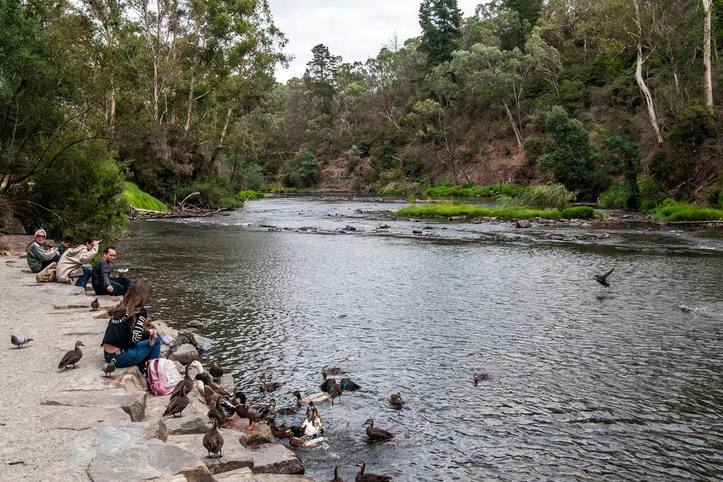 Warrandyte kayaking