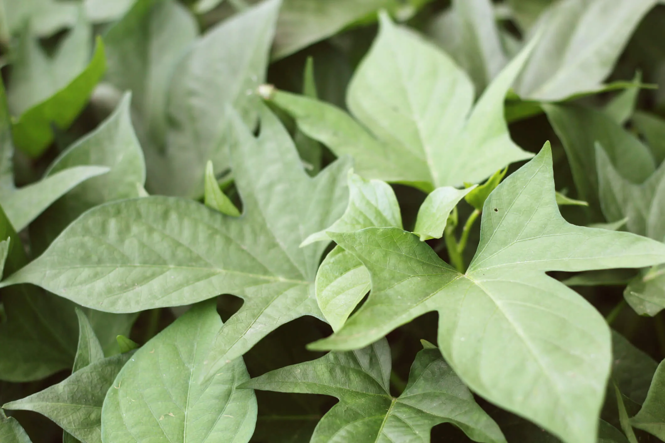Can you eat sweet potato leaves?