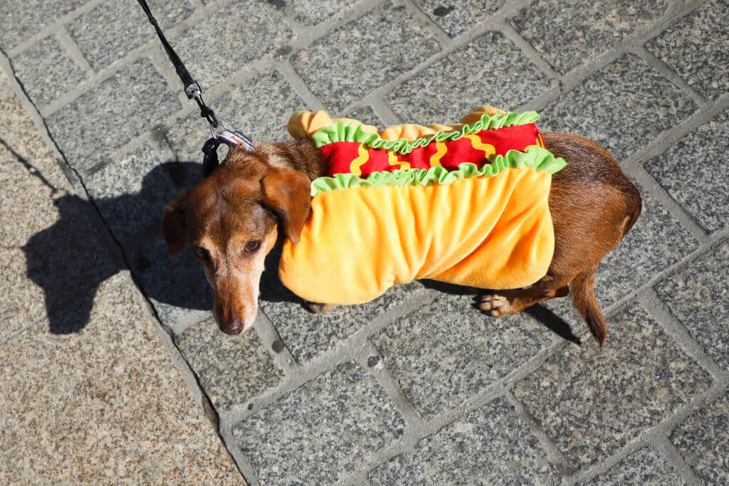 A Dachshund dressed in a hot dog outfit