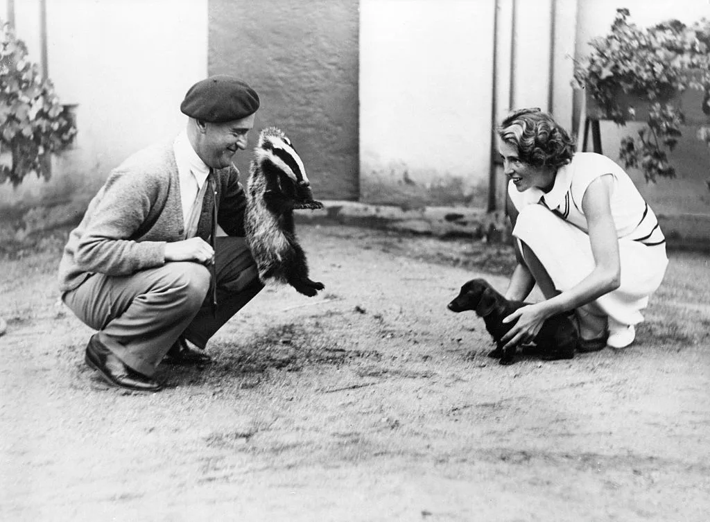 A man showing a badger to a dachshund puppy