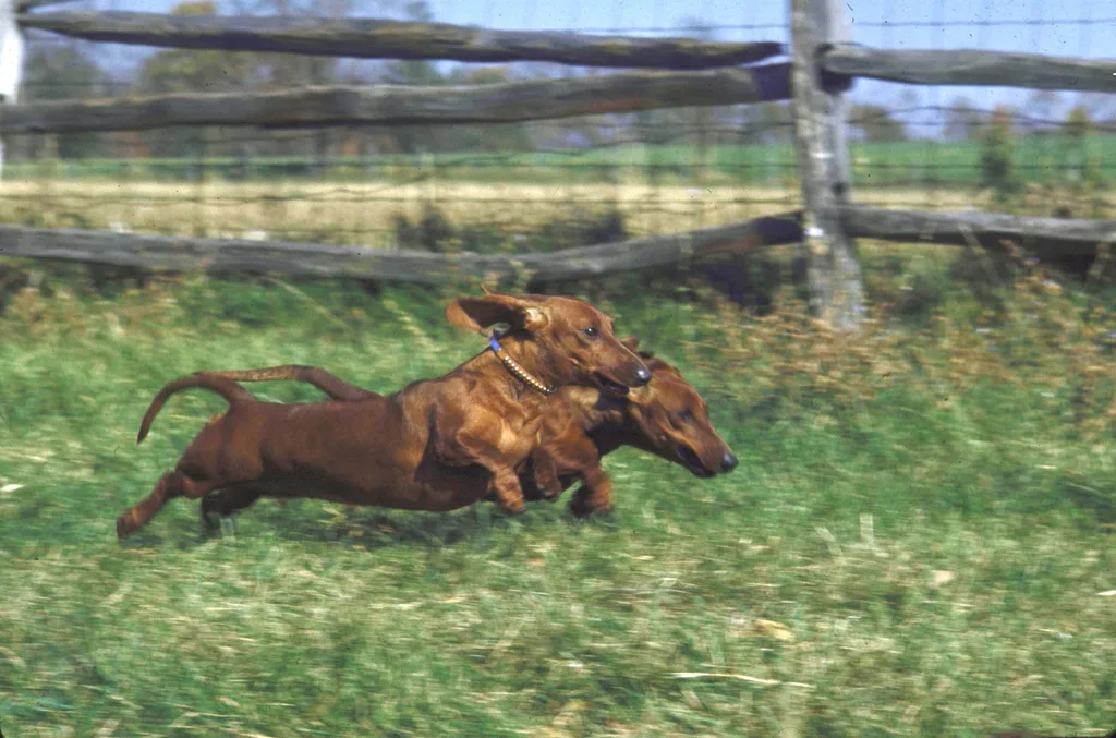 Two dachshunds running on a grassy field