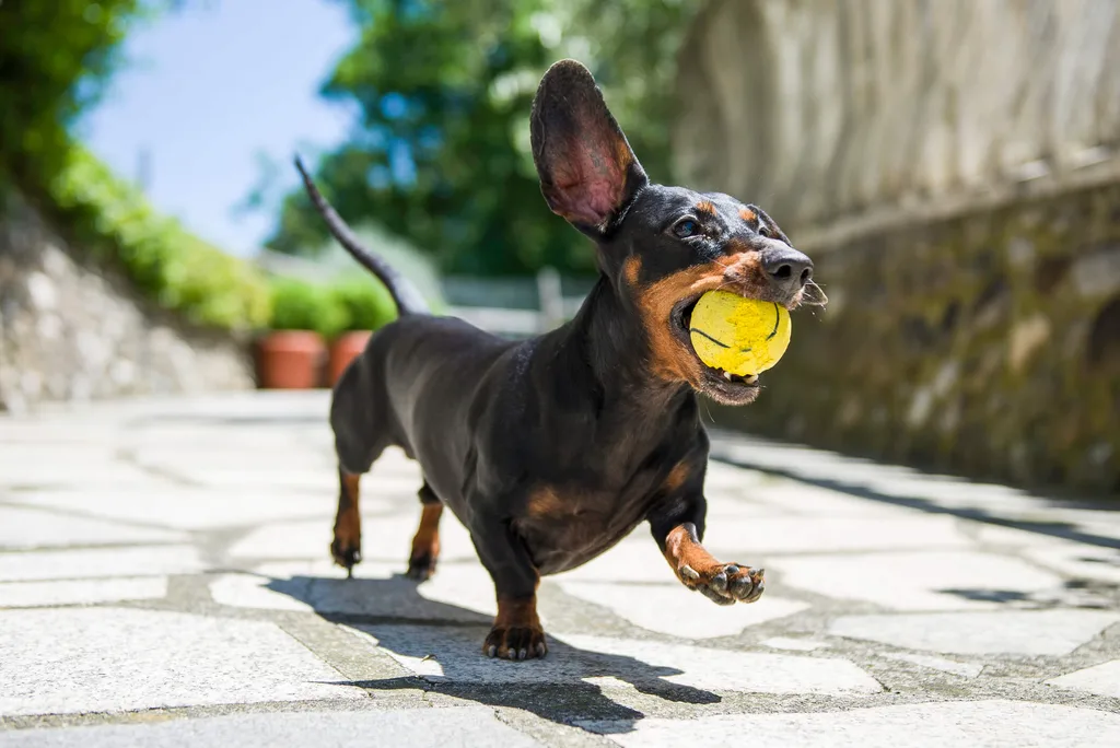 A dachshund running along a concrete path with a tennis ball