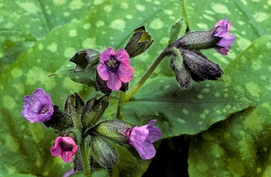 8 shade-loving plants for your garden