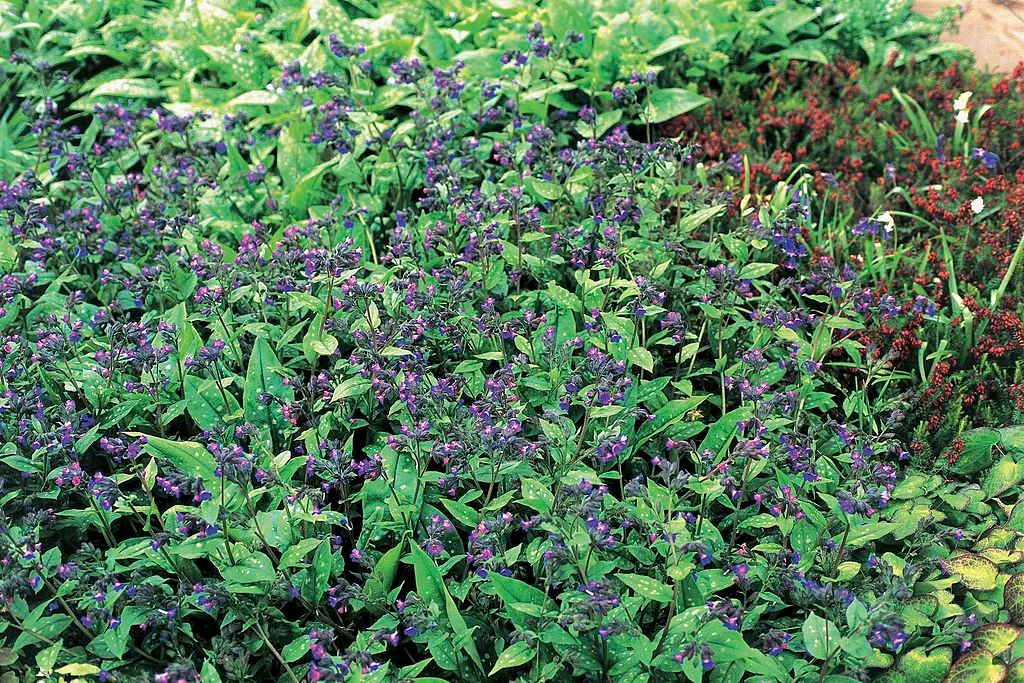 Lungwort or Pulmonaria