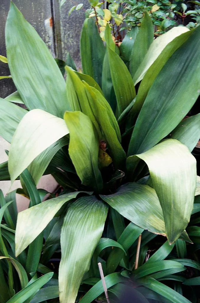 Aspidistra elatior Variegata