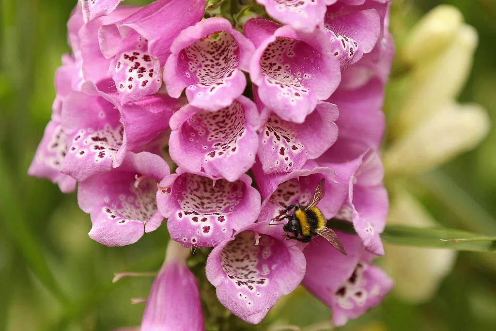 Foxglove