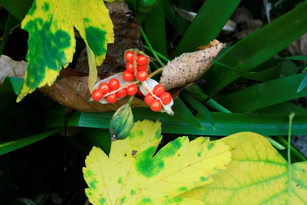 Iris foetidissima