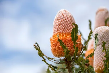 Top tips for growing native plants in your garden