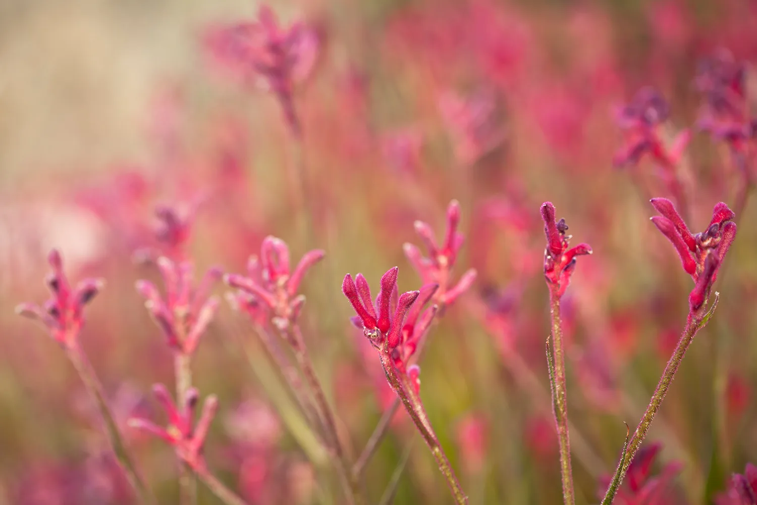 pink kangaroo paw plant